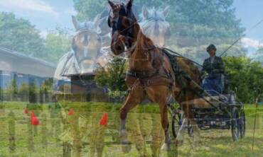 Concours d’attelage