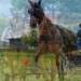 Concours d’attelage
